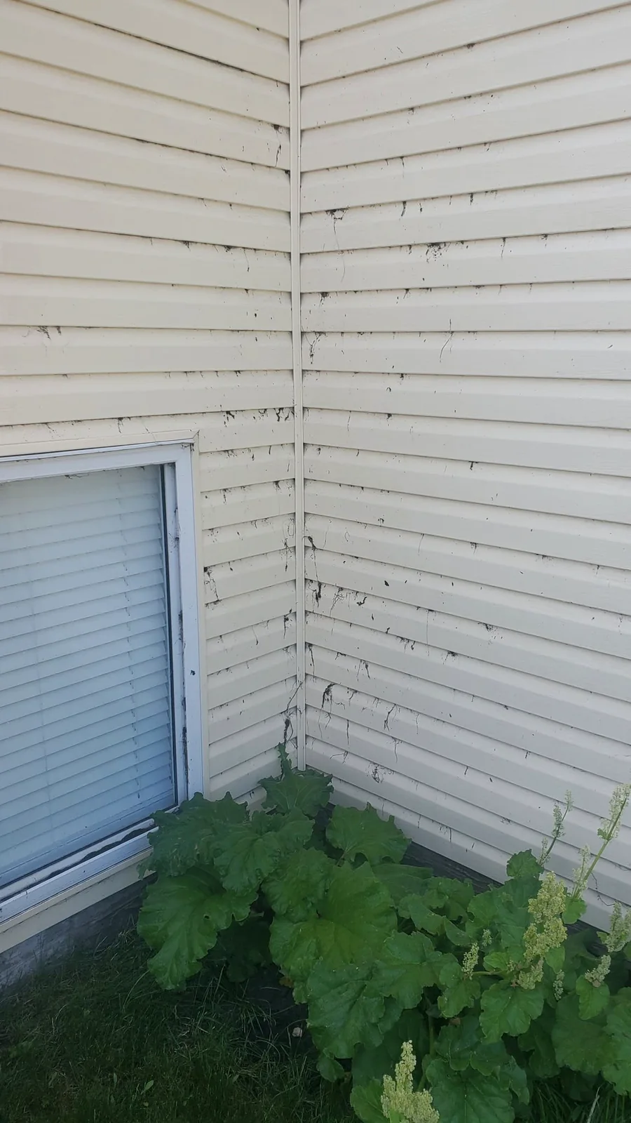 Dirty siding before exterior cleaning